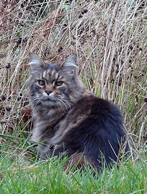 Maine Coon