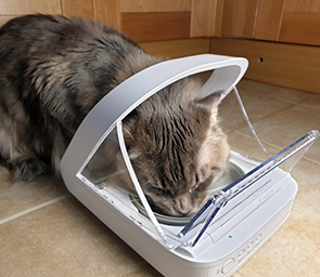 Maine coon cat eating from Microchip Pet Feeder Connect