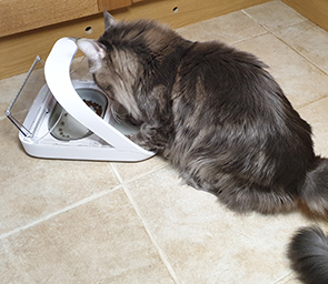 Maine coon cat eating from Microchip Pet Feeder Connect