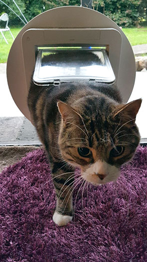 Molly cat through Microchip Pet Door Connect