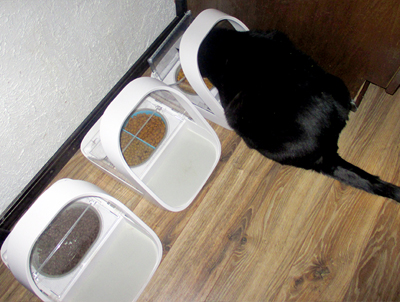 Sophie the cat with SureFeed Microchip Pet Feeder