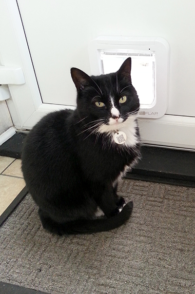 Sophie cat next to SureFlap Microchip Cat Flap