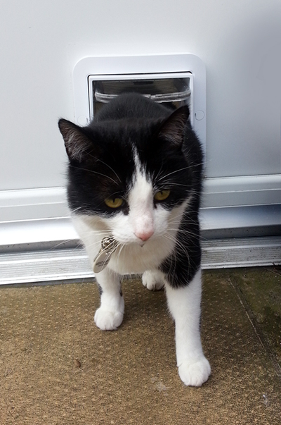 Sophie cat through SureFlap Microchip Cat Flap