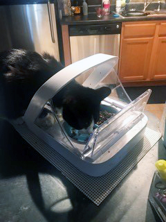 Cat eating from Microchip Pet Feeder