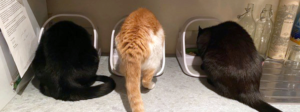 Three cats eating from SureFeed Microchip Pet Feeders