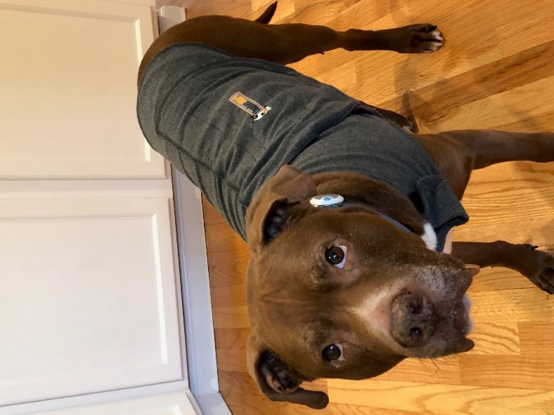 Brown Dog in his Thunder Coat