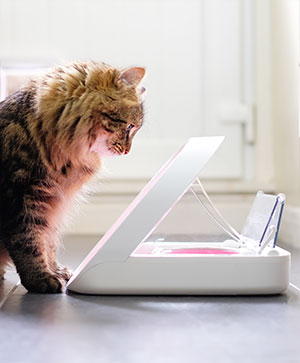 Cat with SureFeed Microchip Pet Feeder