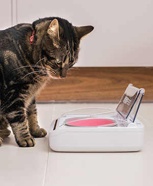 Cat with SureFeed Sealed Pet Bowl