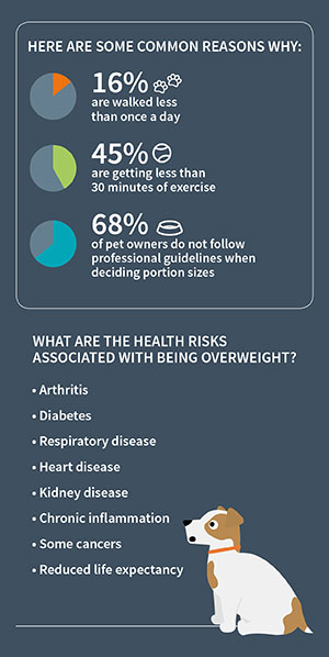 Your dog's Body Condition Score - PDSA