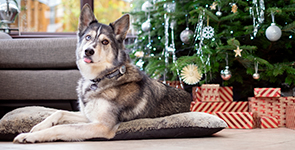 How to keep your dog healthy this Christmas