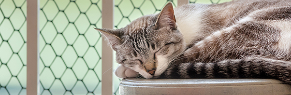 How To Cat Proof Your Balcony