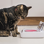 Encouraging Cats To Eat During Hot Weather