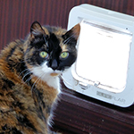 sureflap cat flap catch stays down