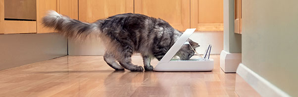 How to stop your cat eating too quickly