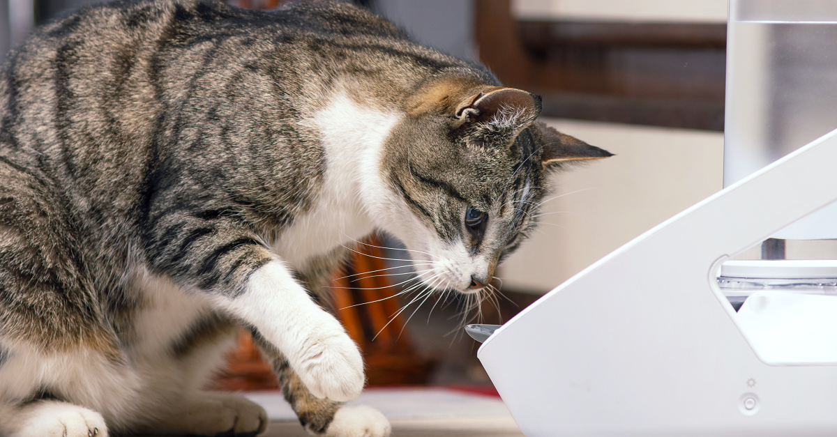 Pourquoi Mon Chat Boit Il Toujours Dans L Evier Les Toilettes Au Robinet Dans Des Flaques