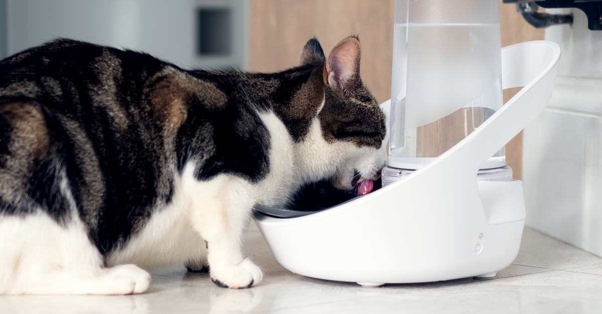 Why do I hardly ever see my cat drinking?