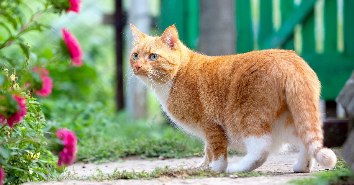 Letting your cat outside for the first time