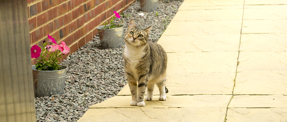 Letting your cat outside for the first time