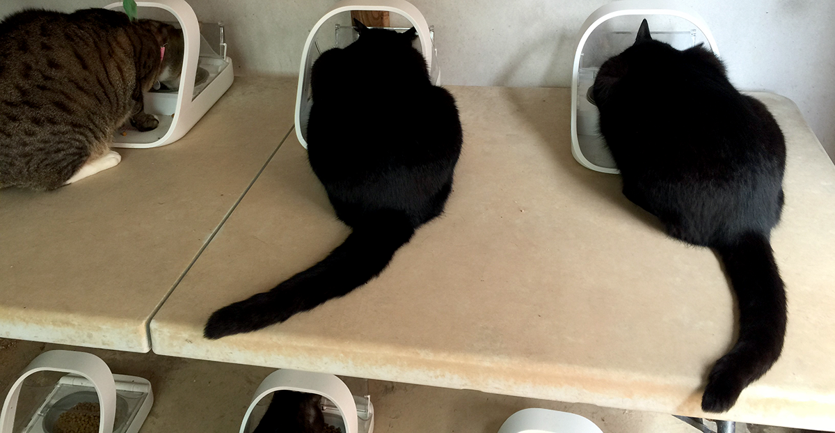 CarlySue and her seven Microchip Pet Feeders