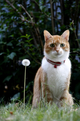 Caring for your cat in spring