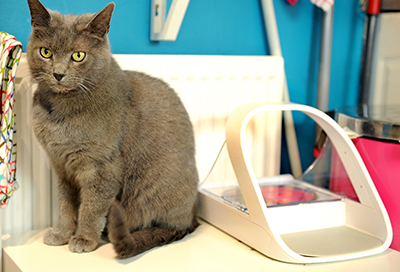 Willow cat with SureFeed Microchip Pet Feeder