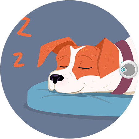 Top tips to help your dog gets a good night’s sleep