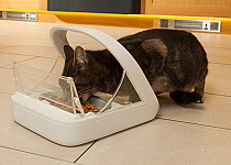 tabby-cat-eating-from-microchi