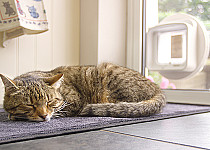 cat-sleeping-infront-sureflap-dualscan