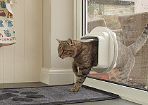 cat-through-mircochip-dualscan