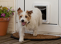 dog-through-pet-door