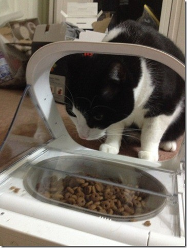"Fantastic! My cat Luigi was seriously overweight and has a chronic urinary problem from over...